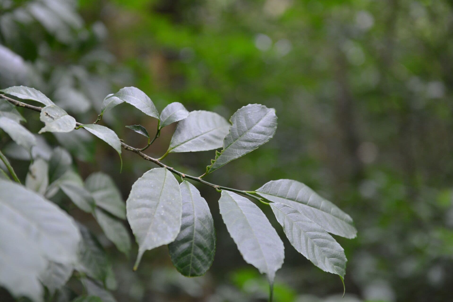 Sorocea trophoides 7