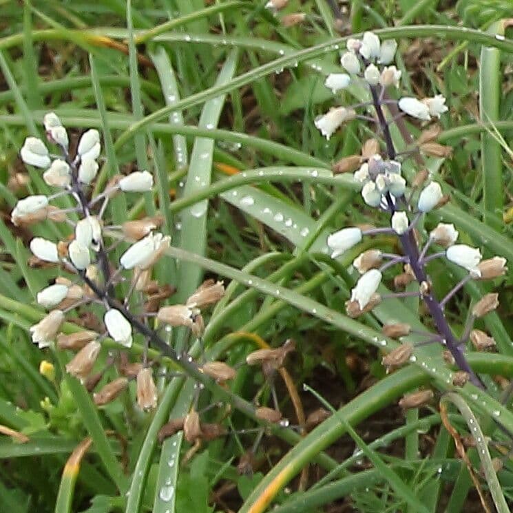Bellevalia romana 3