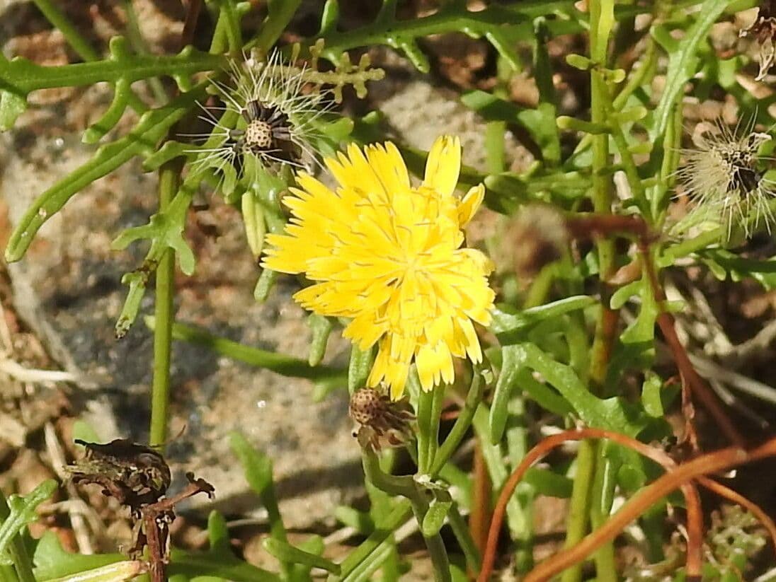 Tolpis