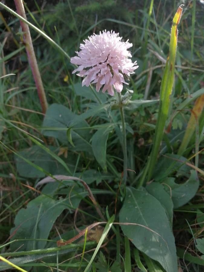 Knautia 9