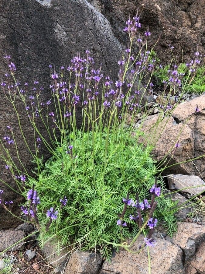 Lavanda canaria 9