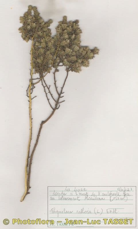 Tímelaea villosa 7