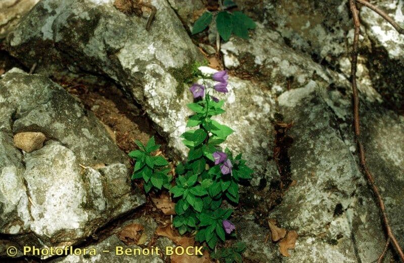 Campanula romboidale 22