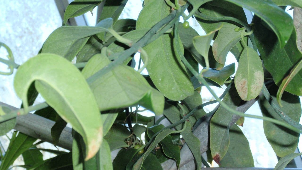 Austrobaileya 14