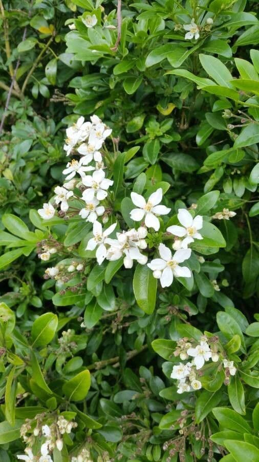 Choisya ternata 8
