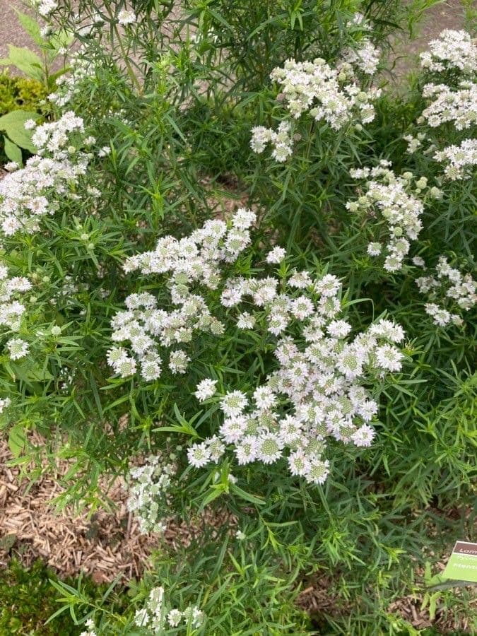 Menta montana
