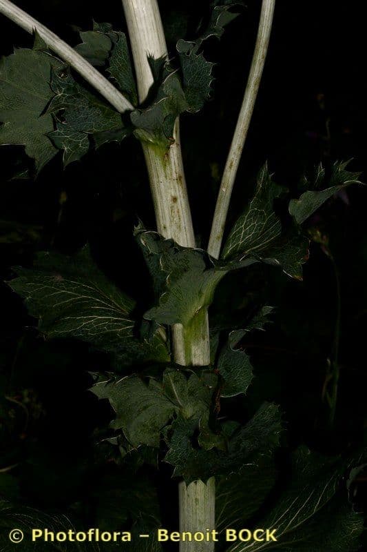 Panicaut géant 22