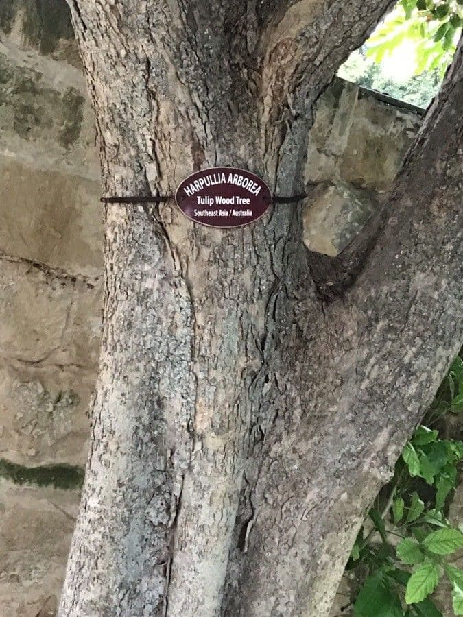 Harpullia 17