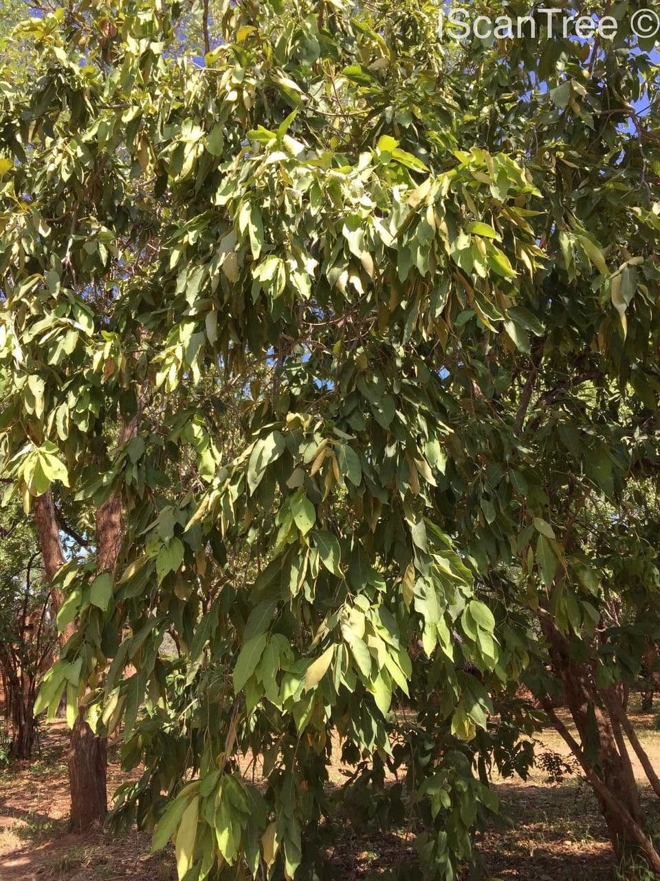 Kombretum 9