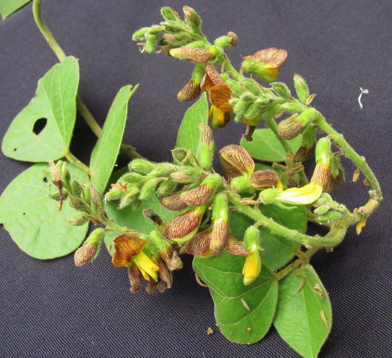 Rhynchosia 4