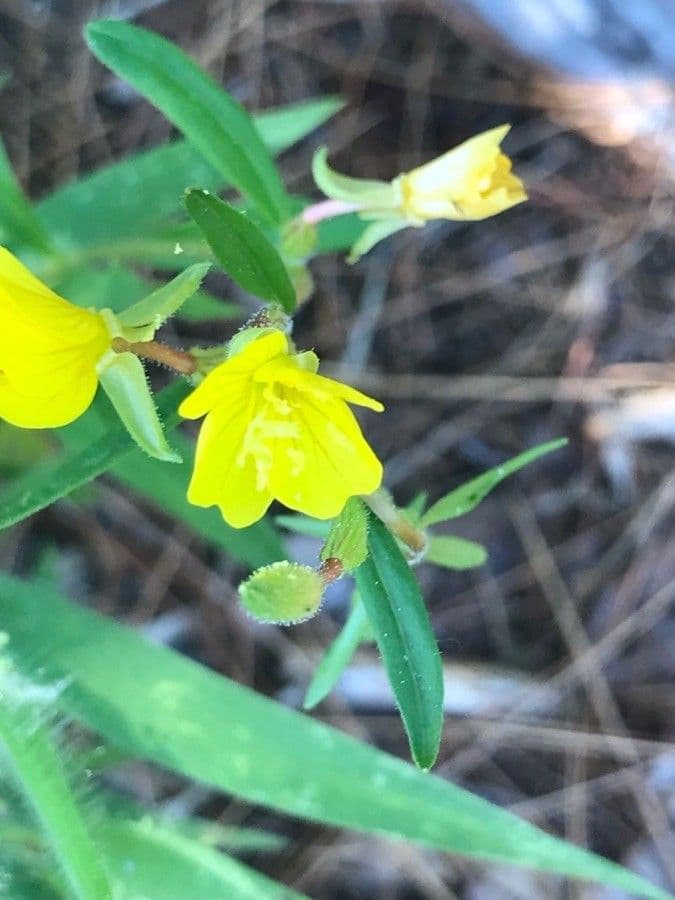 Enagra perenne 4