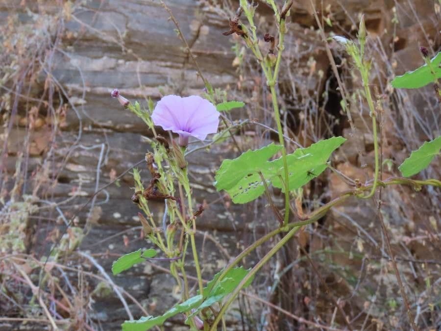 Ipomoea 4