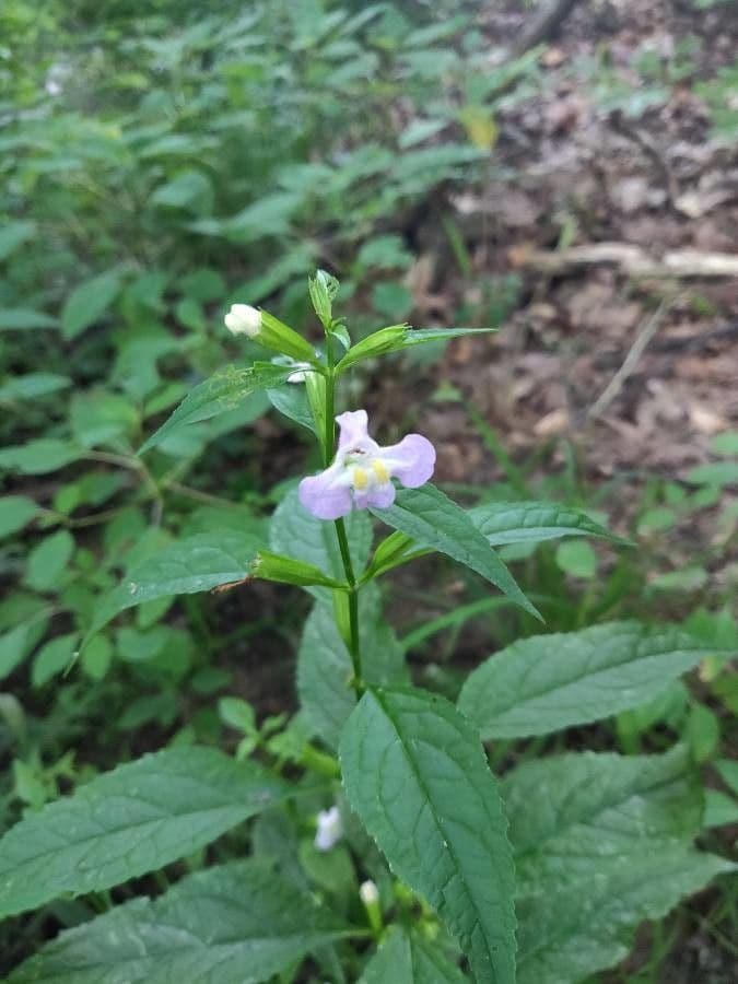 Sharp-wing monkey-flower 6