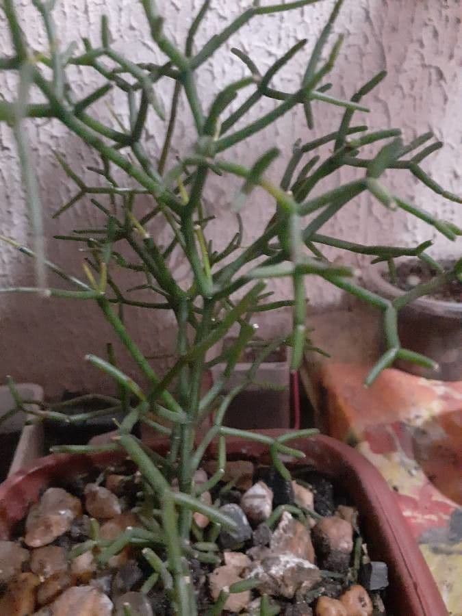Cactus vischio 20