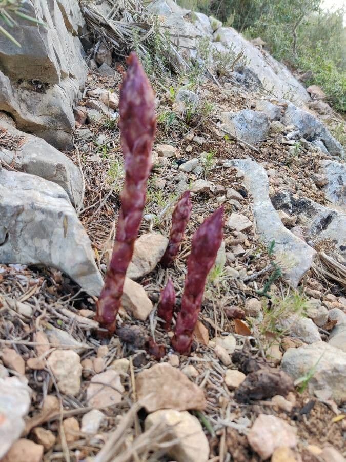 Orobanche alba 15