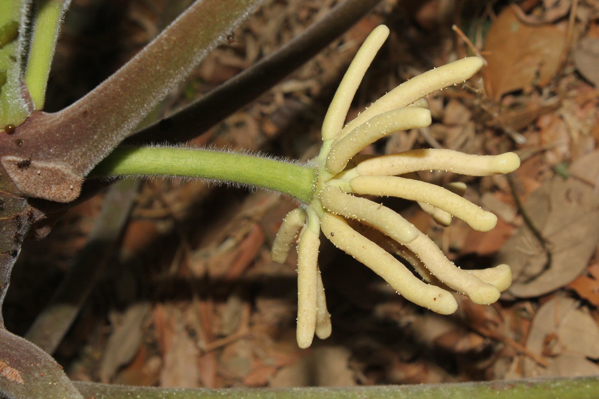 Cecropia 5