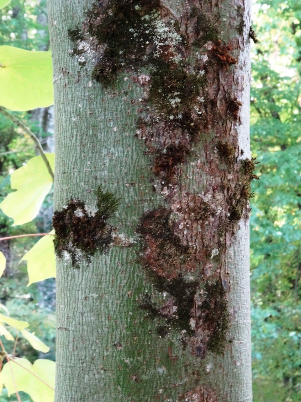 Chinesischer Flaschenbaum 22