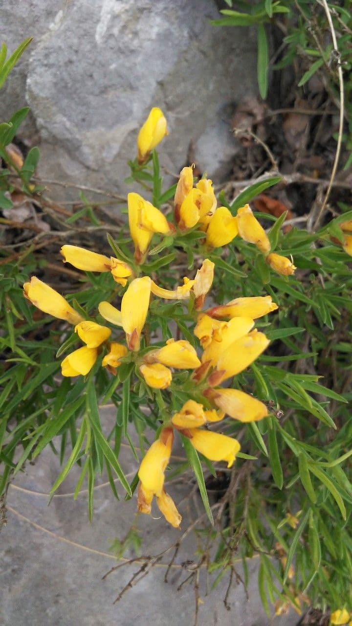 Ginestra setosa