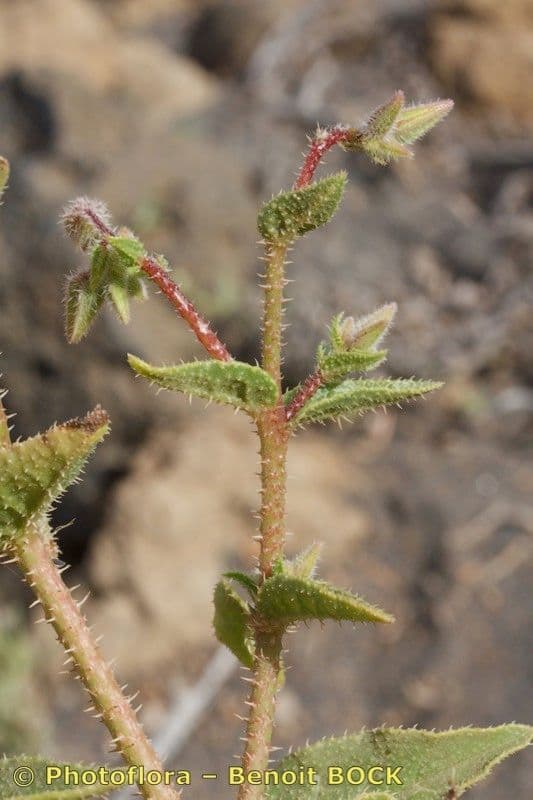 Trichodesma 13