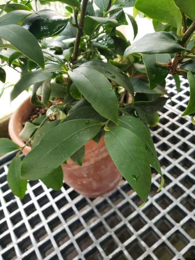 Cleyera giapponese 6