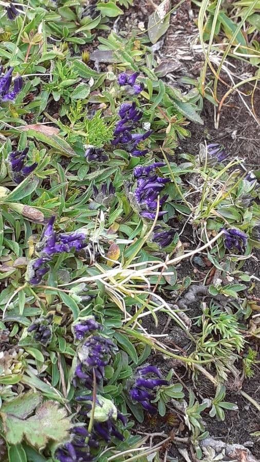 Phyteuma globulariifolium 16