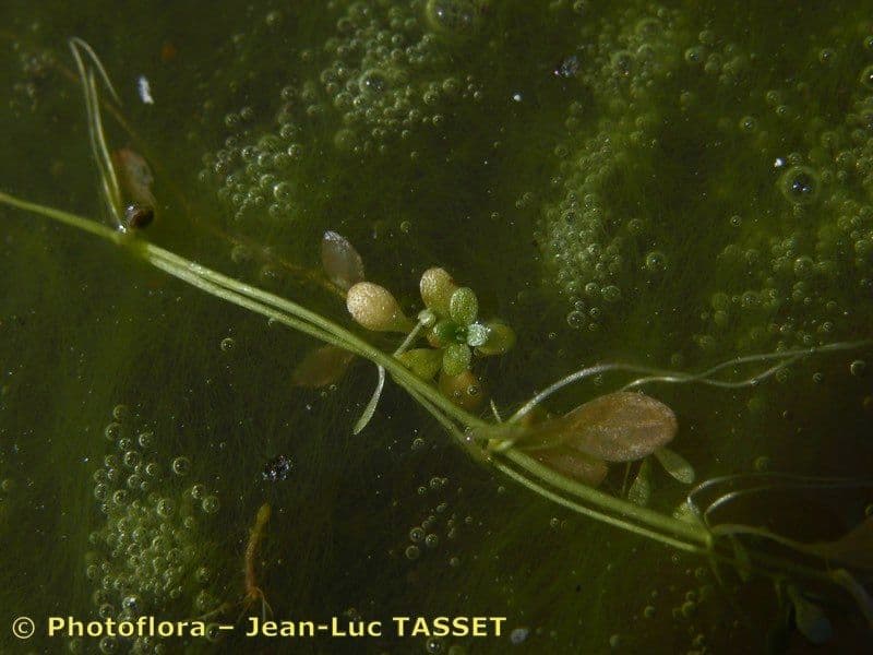Callitriche brutia