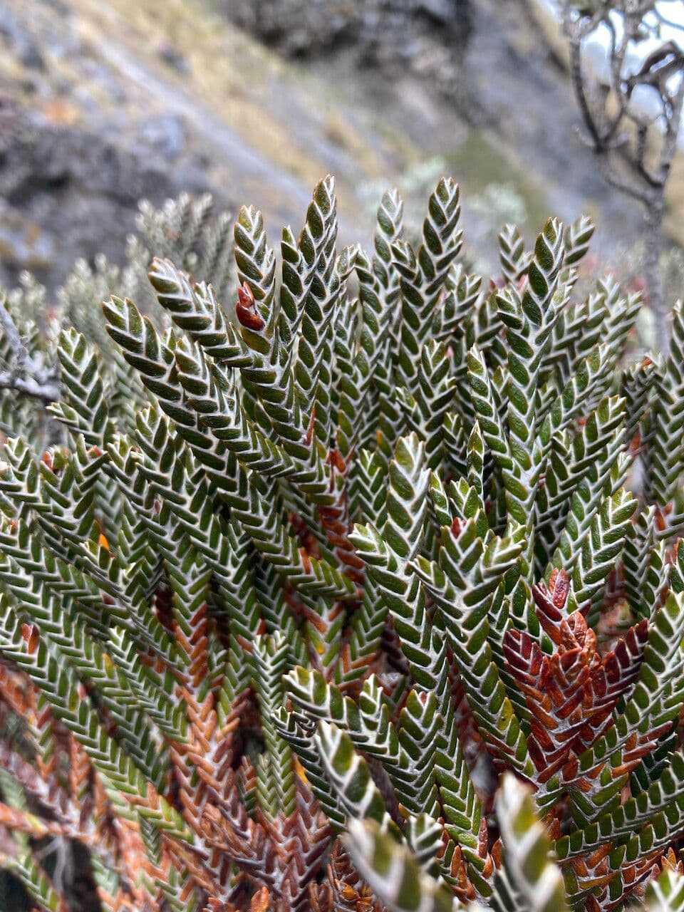 Andicolea 4