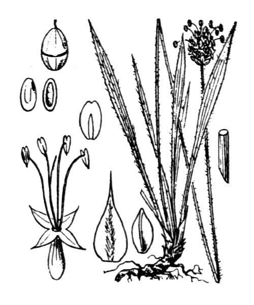 Piantaggine 23
