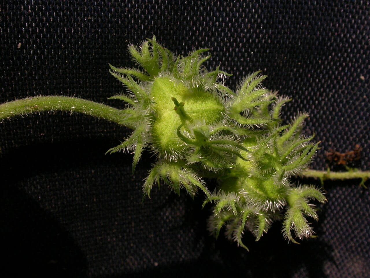 Tragia 3