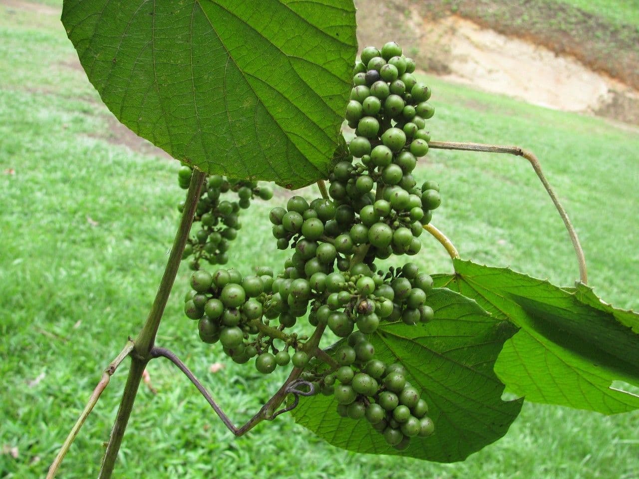 Vitis tiliifolia 5