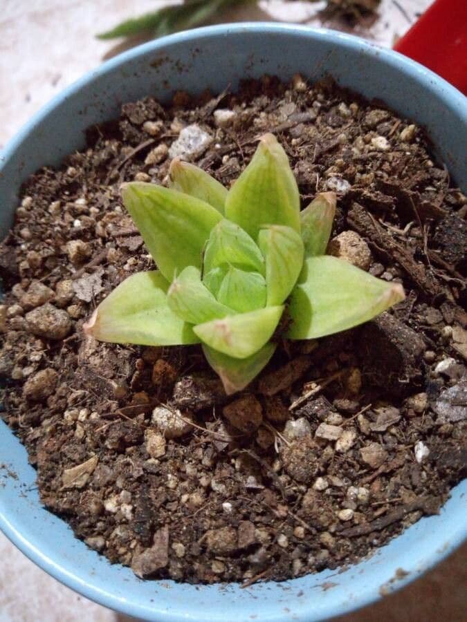 Haworthia 22
