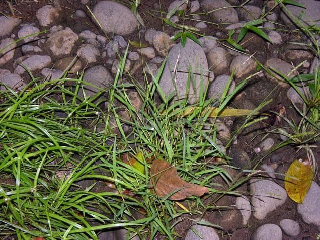 Sacciolepis indická 4
