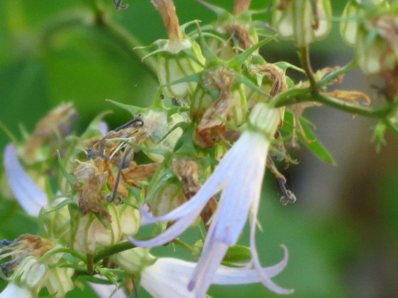 Campanula 2