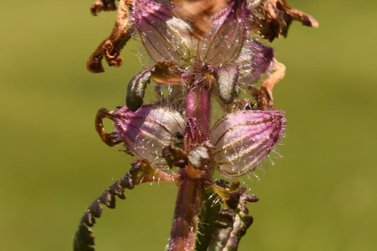 Pedicolare verticillata 2