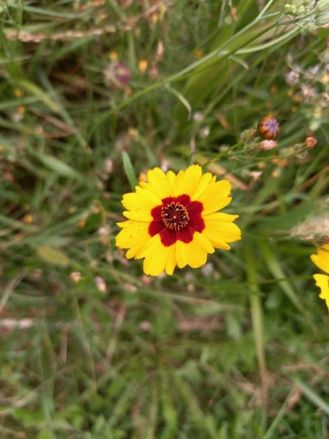 Goldmähnen-Coreopsis 5