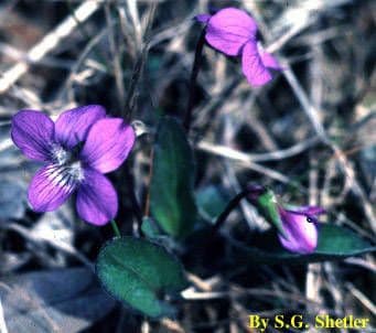 Viola sagittata 6