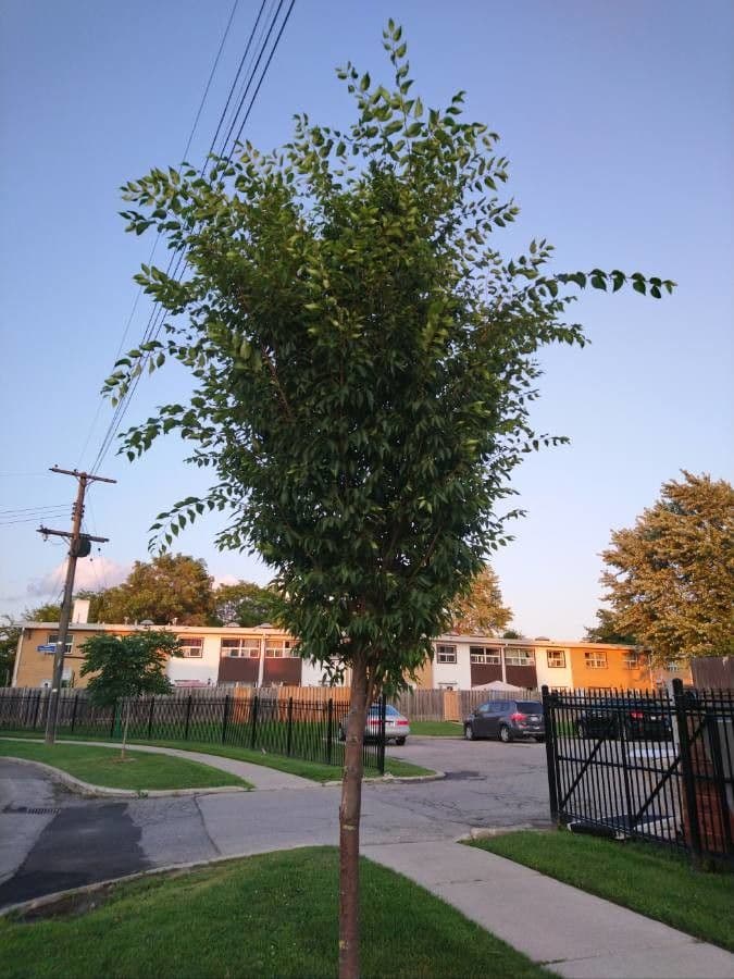 Zelkova 14