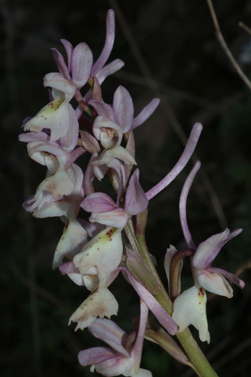 Orchide 4