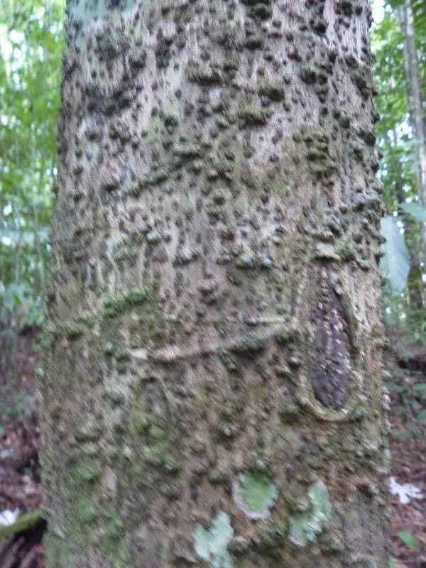 Cecropia 10