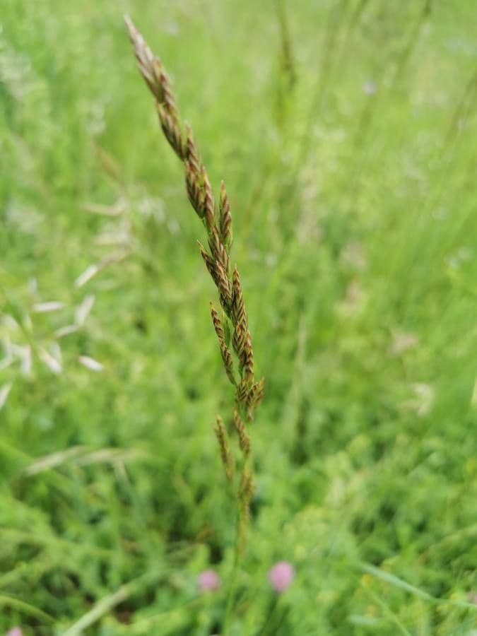 Fienarola compressa 16