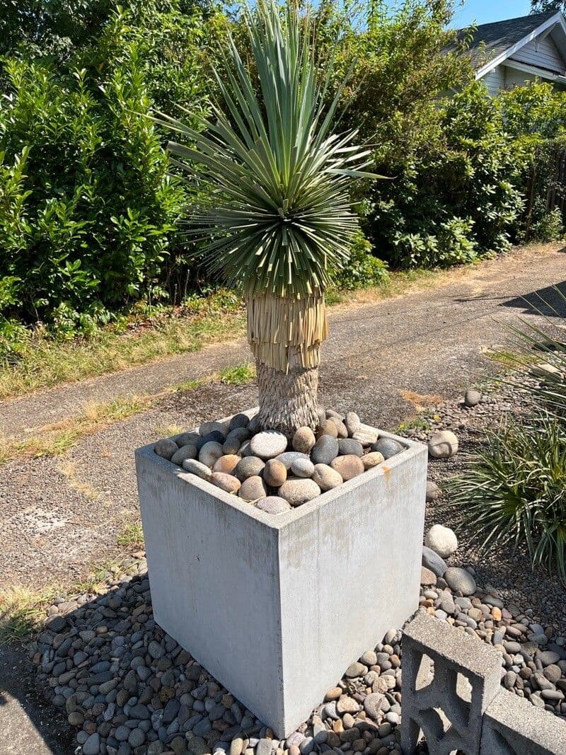 Juka 11