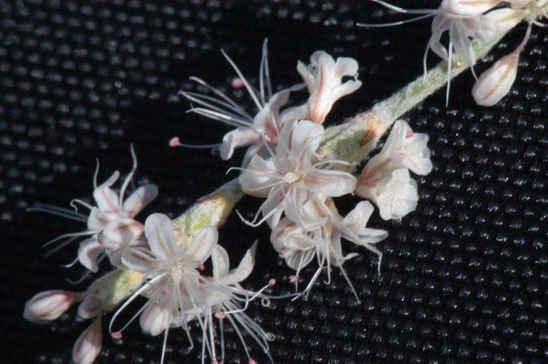 Eriogonum Wrightii 2