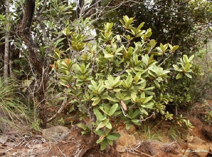 Austrobuxus 11