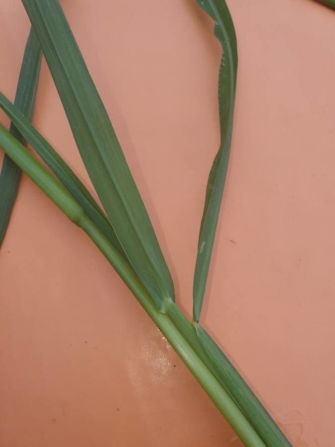 Eragrostis 12