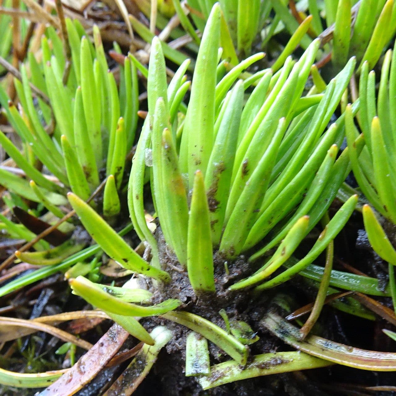 Xenophyllum 6