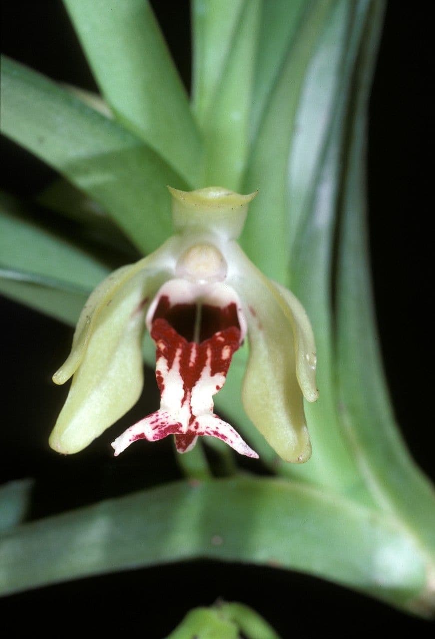 Vanda