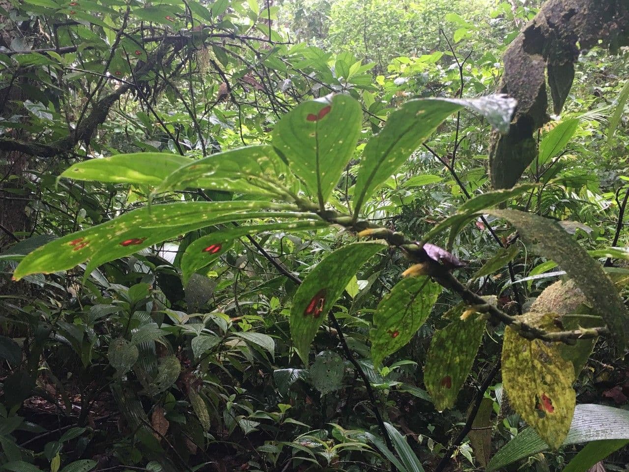 Columnea 10