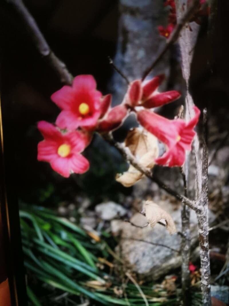 Brachychiton 6