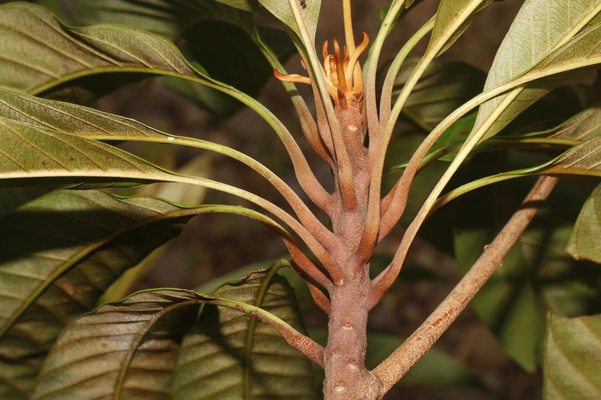Chrysophyllum 10
