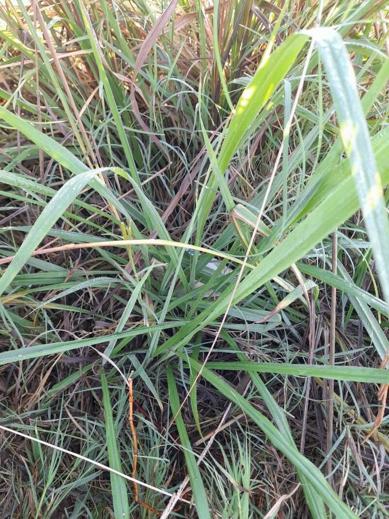 Urville-Paspalum 26